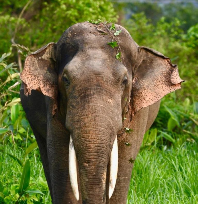 A Hidden Haven of Wildlife: The Open Air Zoo of Narangi Military Station- Penned by Elephant Enthusiasts Gorky Singh